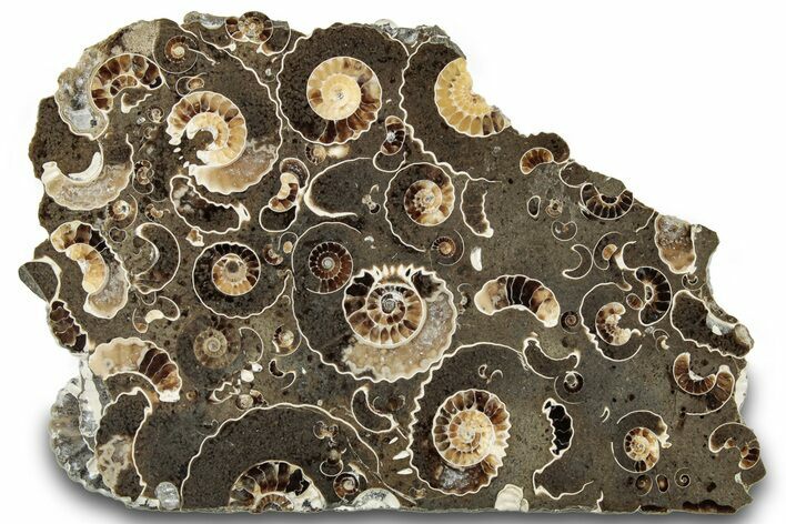 Polished Ammonite (Promicroceras) Section - Somerset, England #319642